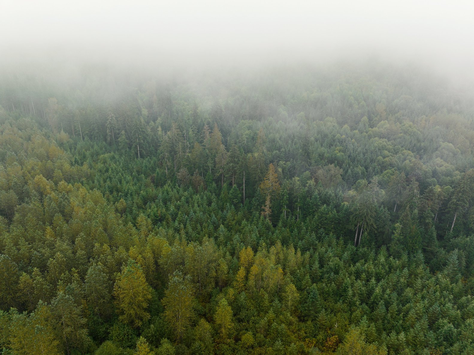 Mist Rises In A Managed Forest in PNW